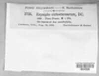 Golovinomyces cichoracearum image